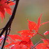 紅葉　20231128