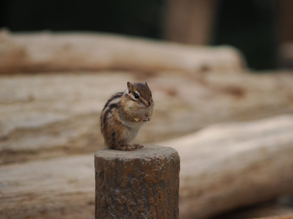 シマリス　20231013