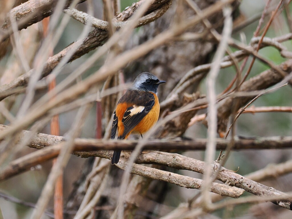 ジョウビタキ　202601'5