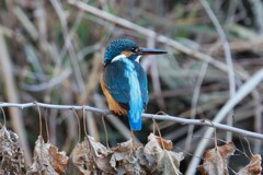 カワセミ　20251206