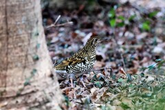 トラツグミ　20260112