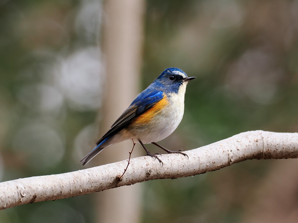 ルリビタキ　20260210