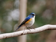 ルリビタキ　20260210