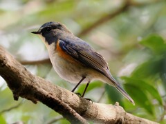 ルリビタキ②　20260210