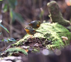 ソウシチョウ　20221119