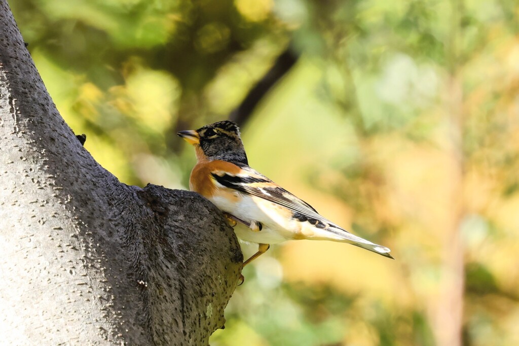 アトリ　20251103