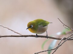 メジロ　20260131