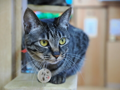 猫カフェ　20250304