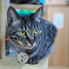猫カフェ　20250304