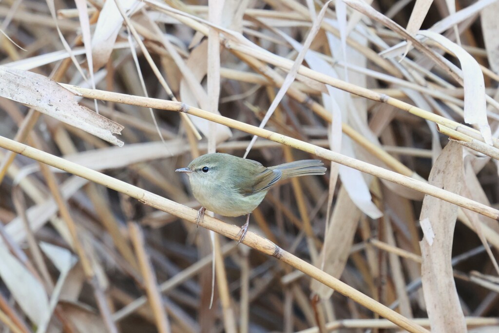 ウグイス　20251209