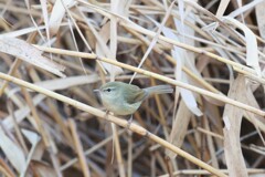 ウグイス　20251209