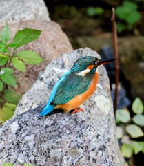 カワセミ　20251104