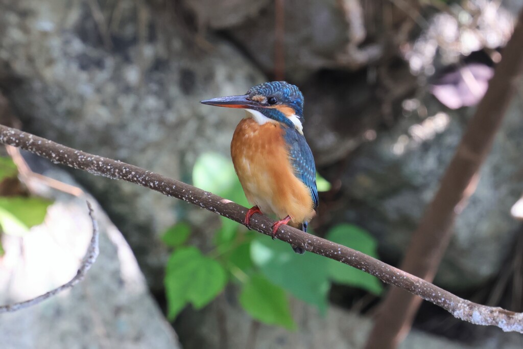 カワセミ　20251027