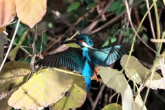 カワセミ②　20251206