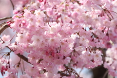 桜　20250407