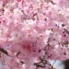 桜　20250407