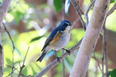 ルリビタキ　20260124