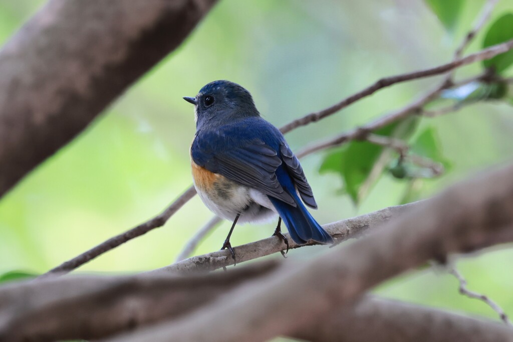 ルリビタキ②　20251227