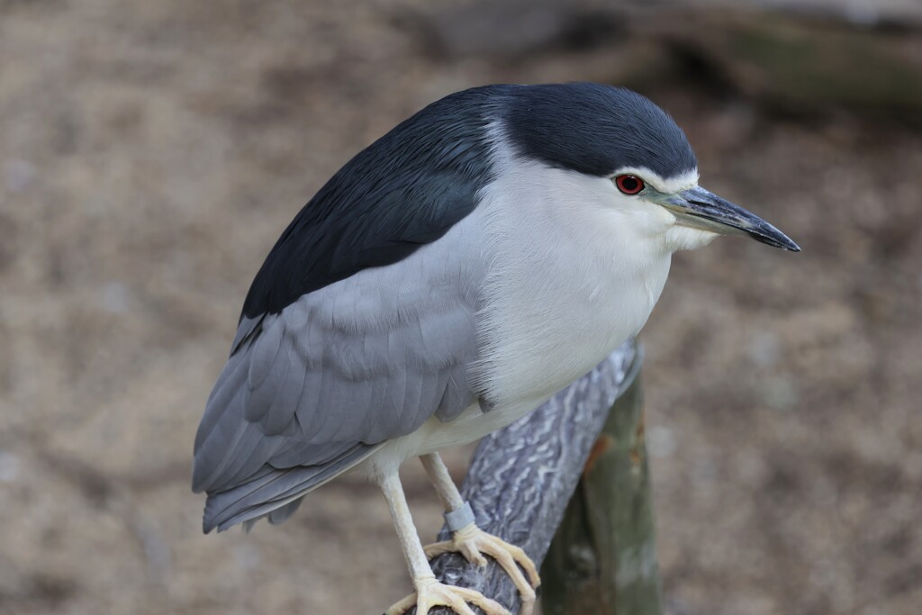 ゴイサギ　20251103