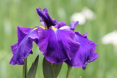 花菖蒲　20250519