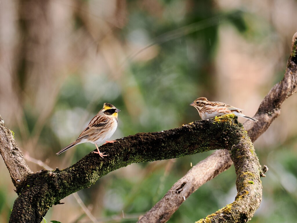 ミヤマホオジロとカシラダカ　20260131