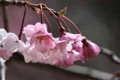桜　20250405
