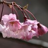 桜　20250405