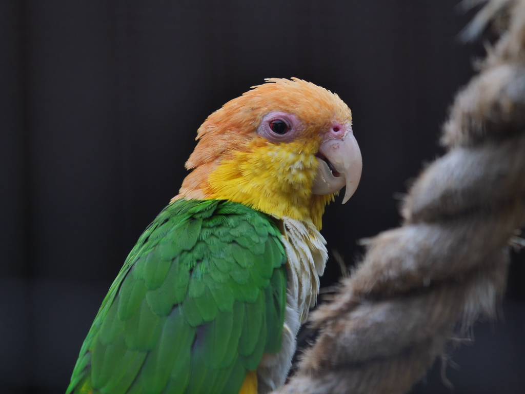 シロハラインコ②