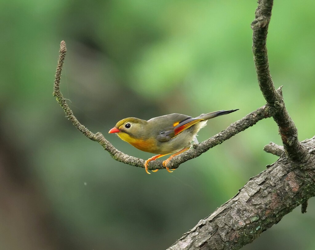 ソウシチョウ