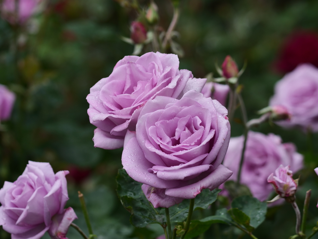 淡紫色のバラ