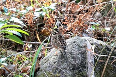 カシラダカ　20260112