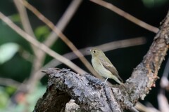 キビタキ♀　20250922