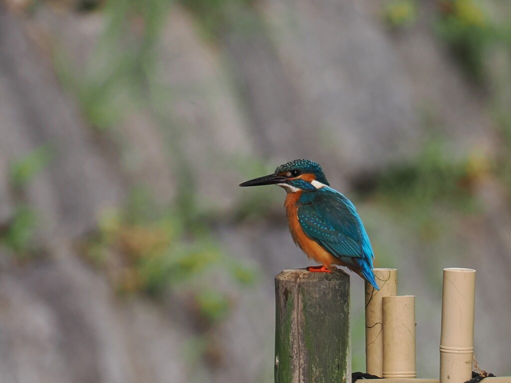 カワセミ　20240420