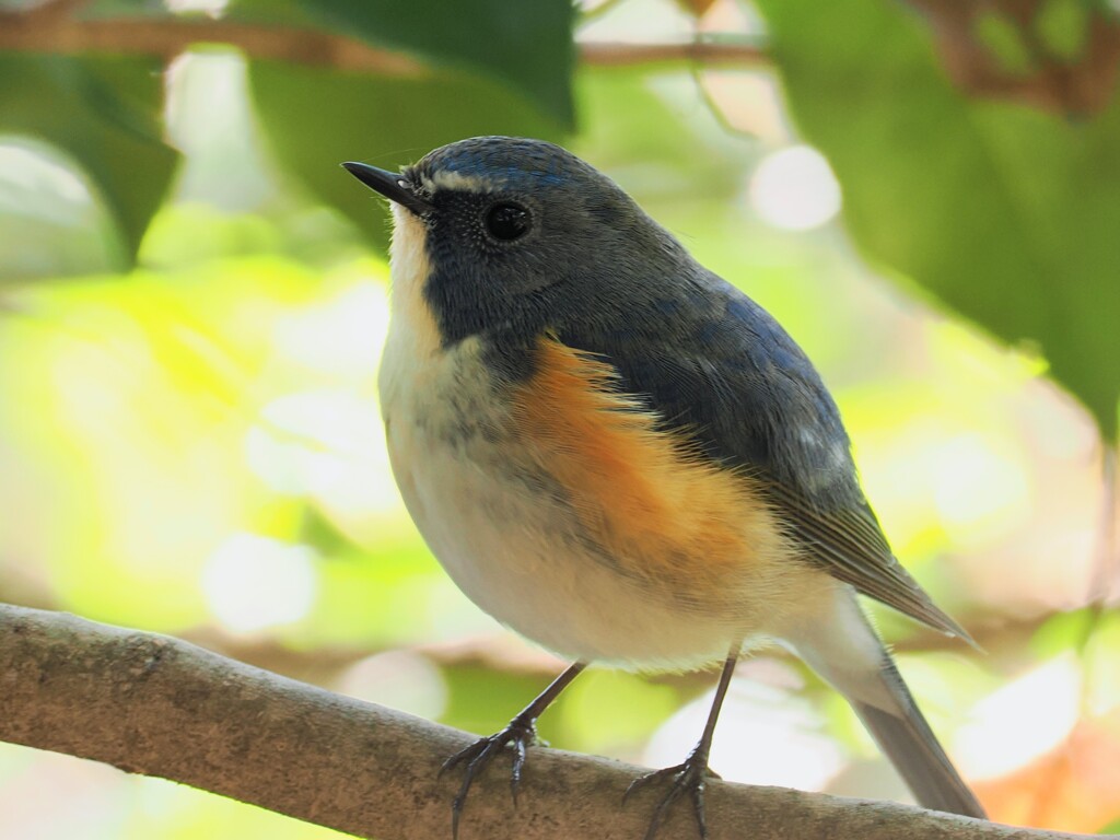 ルリビタキ③　20251201