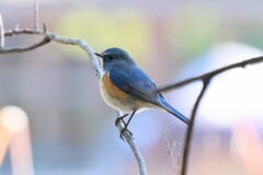 ルリビタキ　20260110