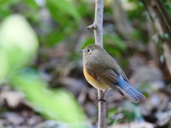 ルリビタキ　♀③
