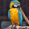 コンゴウインコ