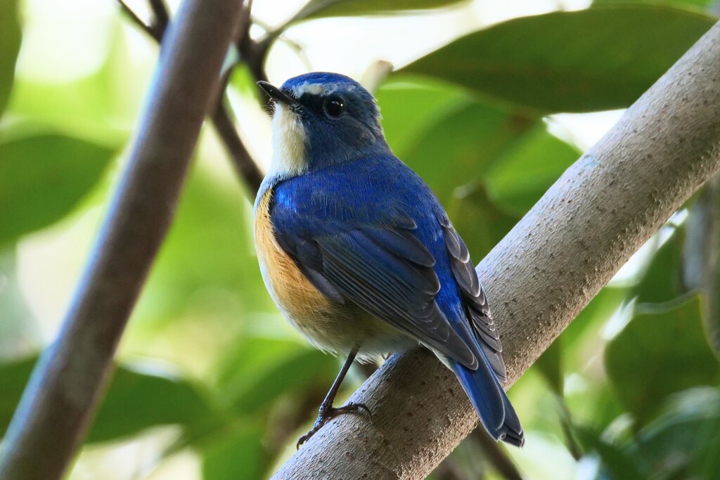 ルリビタキ　20251215