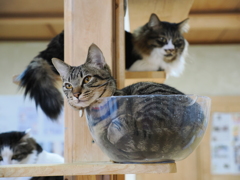 猫カフェ②　20250304