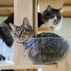猫カフェ②　20250304