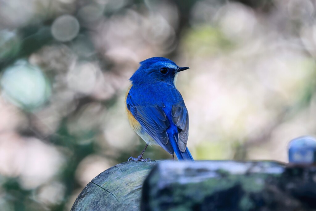 ルリビタキ②　20260202