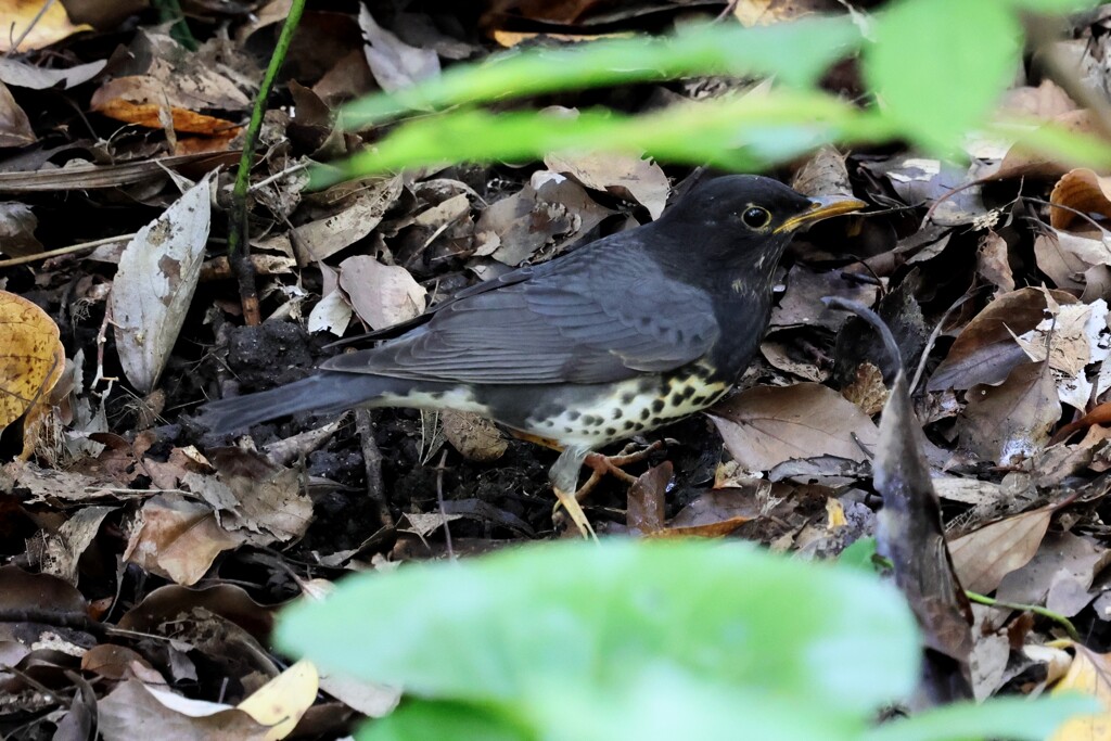 クロツグミ　20251027