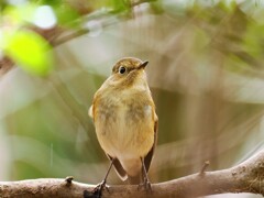 ルリビタキ　20260131