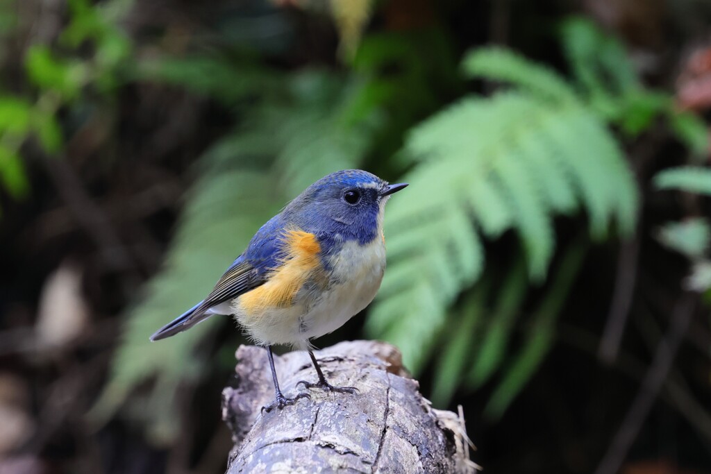 ルリビタキ　20251117