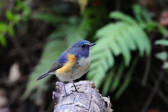 ルリビタキ　20251117