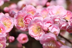 花梅　20250301