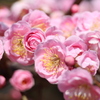 花梅　20250301