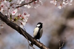 シジュウカラ　20250407