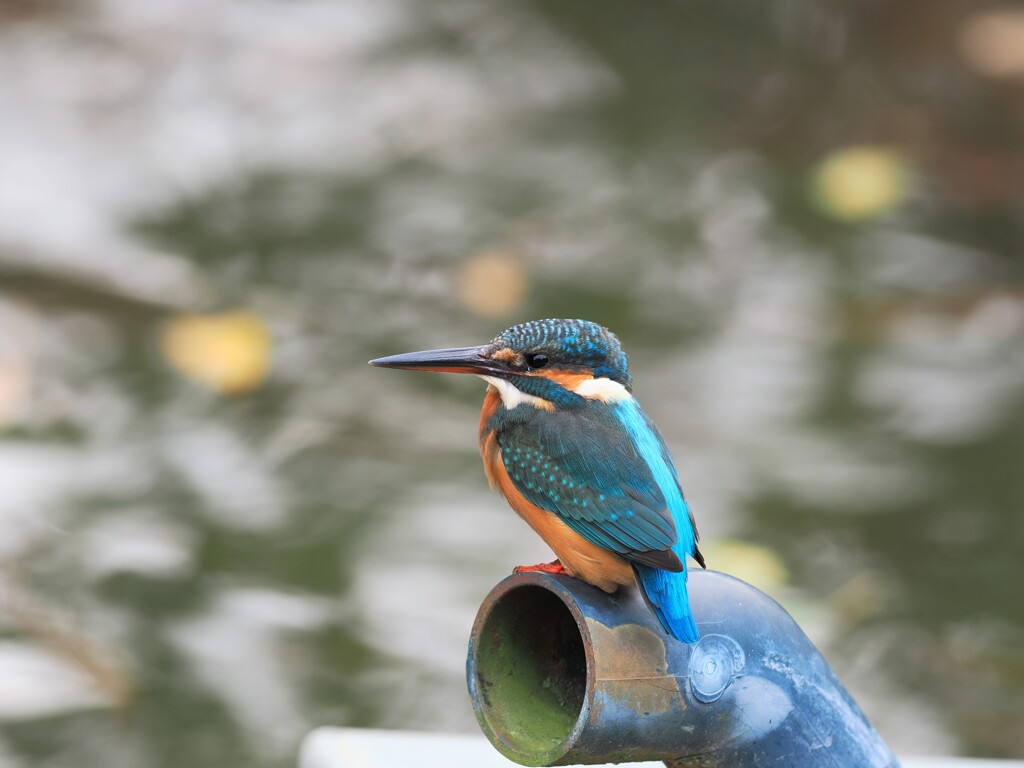 カワセミ　20251110