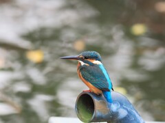 カワセミ　20251110